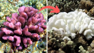 What Happens When a Coral Reef is Destroyed By Climate Change & Pollution
