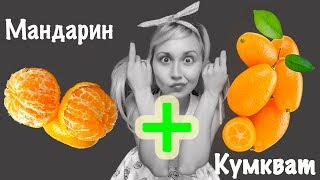 Каламондин Фортунелла Мой опыт садовода