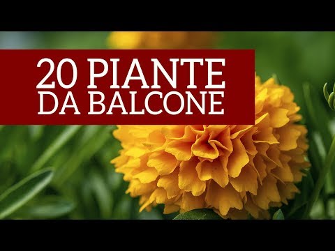 Video: Quali sono le buone piante da balcone: scegliere le piante da giardino da balcone