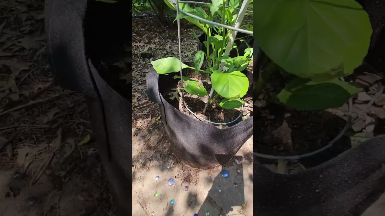 Gardzen 20 Pack 5 Gallon Grow Bags, Aeration Fabric Pots with Handles Review