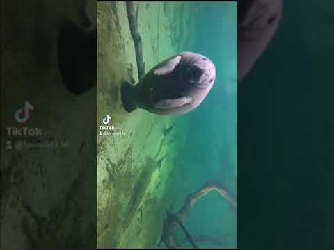 Video: Manatee is een goedaardige zeekoe