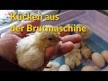 Küken ausbrüten mit der Bruja D 3000 inkl. Schlupf