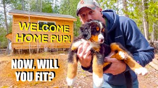 ATV-ing 8 Week Old Bernese Puppy to My Cabin. He's Finally Home!