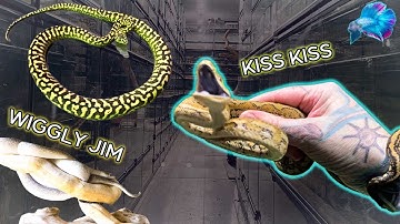 AUSTRALIAN REPTILE ROOM mini TOUR! 🐍