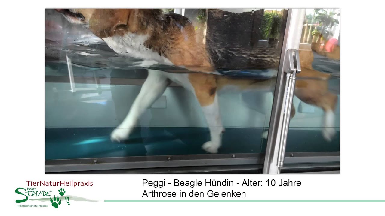 Unterwasserlaufband  für Hunde