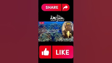 ما تيسر من سورة نوح (القارئ ابو زينب)