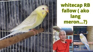 WHITECAP RB FALLOW 2024 (ako lang meron...?) by Pinoy na Aussie pa 284 views 2 months ago 2 minutes, 27 seconds