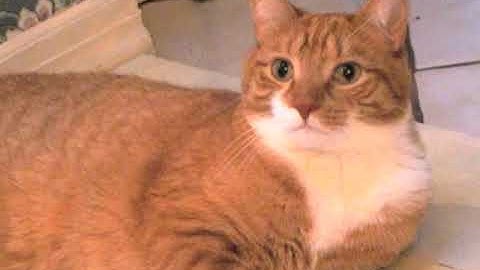 Shortest Video on Youtube (Parts 1 - 20)