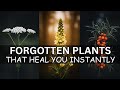 20 Forgotten Medicinal Plants That Will Heal You Instantly