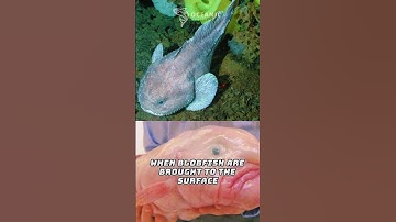 The Blobfish: The Deep-Sea Fish With a Sad-Looking Face