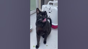my cat loves cat nip more than he loves me 😹
