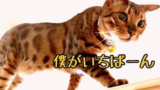 イケメン猫の甘えんぼ&ワガママが大暴走してます！