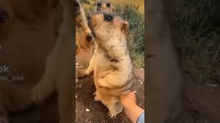 😂😍 #funny #funnyvideo #funnyvideos #funnyanimals #marmktt