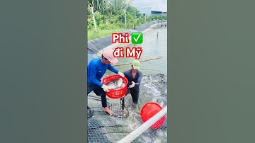 @carophivietnam ✅ Thu hoạch Cá Rô Phi xuất khẩu Mỹ giá 31k ở Long An #cárôphi #giathuysan #tilapia