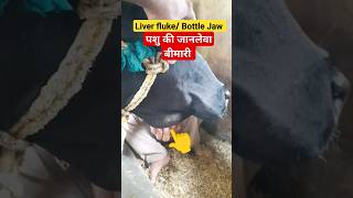 Bottle jaw in cow | Liver fluke treatment #viral #ytshorts #viralshorts #deworming #edema #vet #cow