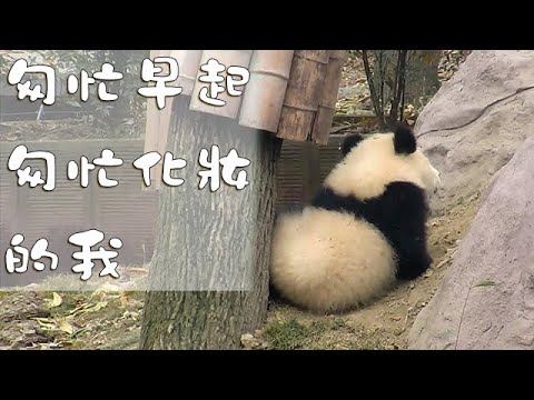 《熊貓早晚安》匆忙早起匆忙化妝的我 | iPanda熊貓頻道