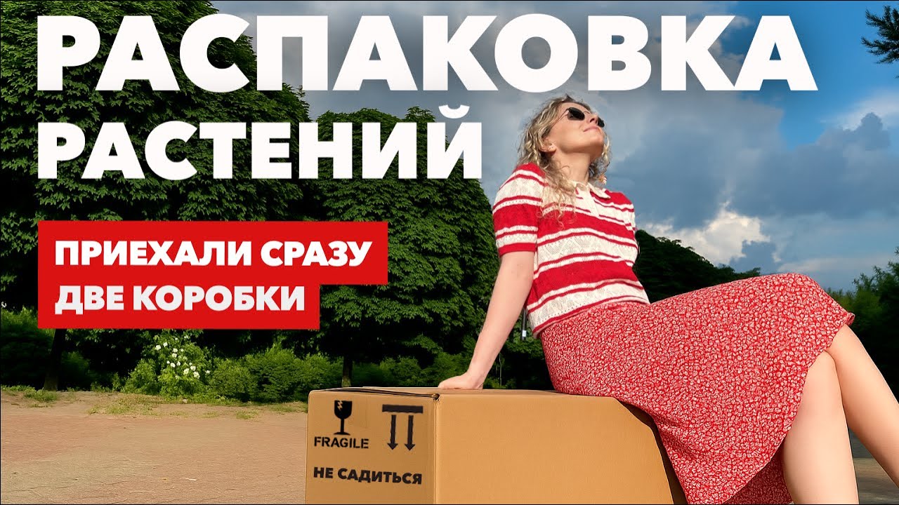 Распаковка посылок с комнатными растениями из Голландии