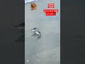     طيور تمشي على الرمال خطوات الطيور على الرمل 