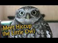 Meet the Birds | Hiccup the Little Owl