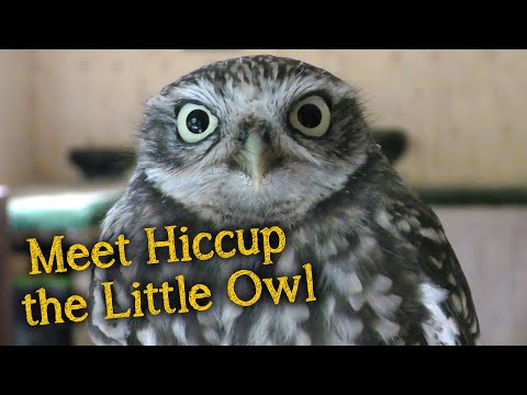 Meet the Birds | Hiccup the Little Owl