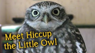 Meet the Birds | Hiccup the Little Owl by Falconry And Me 151,373 views 3 years ago 9 minutes, 42 seconds