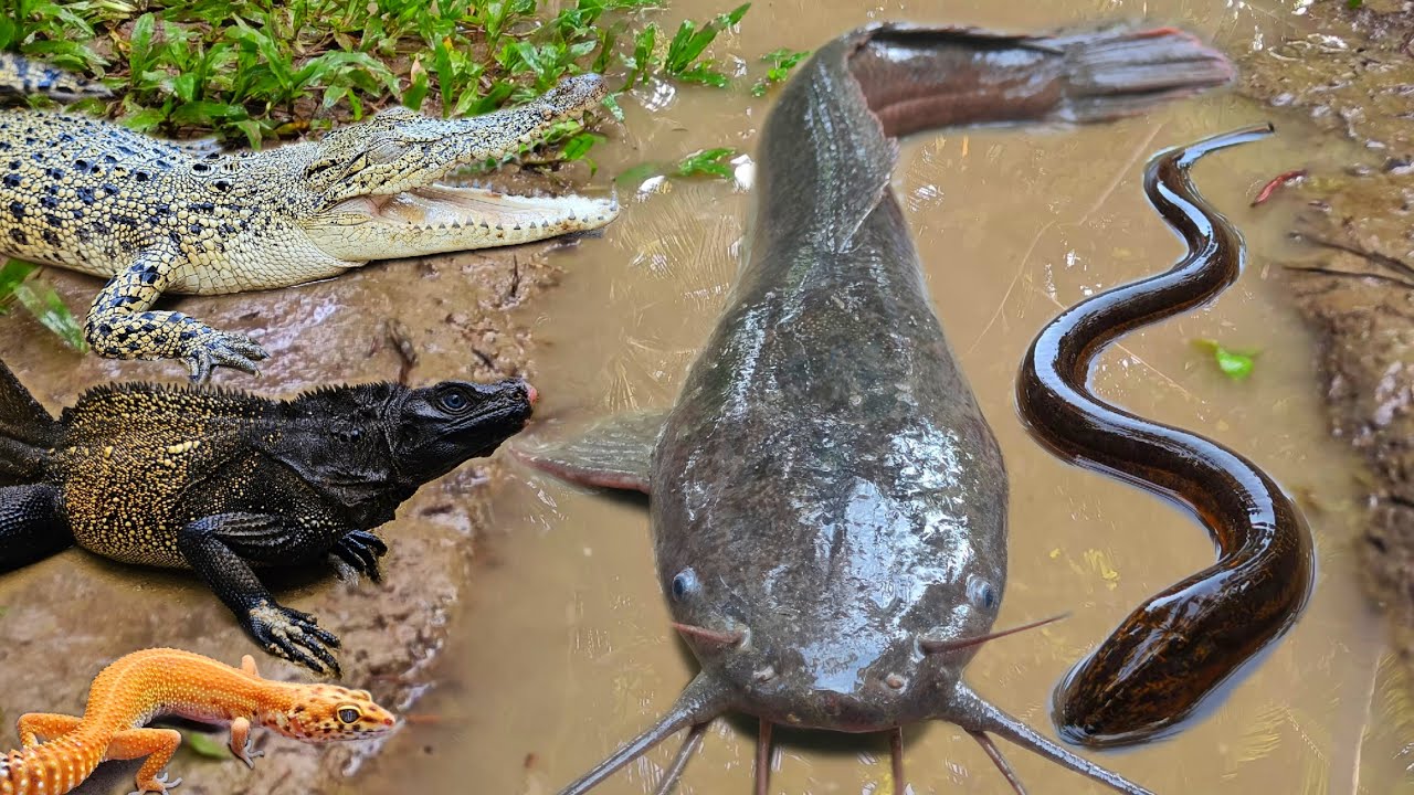 Tangkap ikan lele besar dalam lubang, ikan hias, ikan koi, ikan mas, gurame, kura-kura, buaya, belut