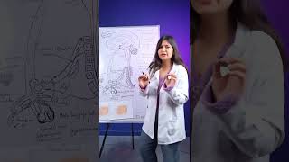 How Semen Travels Through Your Body ¦ Dr Sonali