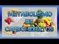 Metabolismo de carbohidratos #BIOQUÍMICA