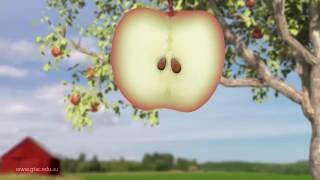Apple life cycle by GTAC 756,592 views 7 years ago 1 minute, 6 seconds