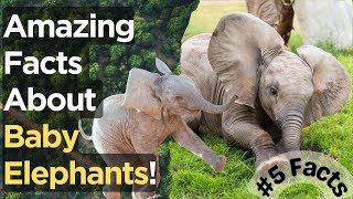 5 Amazing Facts About Baby Elephants | Explorer's Diary