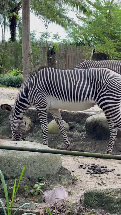 Glimpse from Singapore zoo 🇸🇬