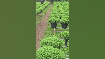 Cúc Mâm Xôi cái mơn