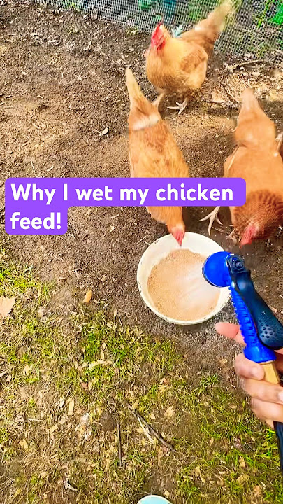 Memberi Makan Ayam dengan Cara *TERBAIK*