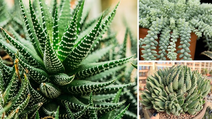 9 Piante Succulente Pendenti Davvero Affascinanti Che Dovresti Conoscere 