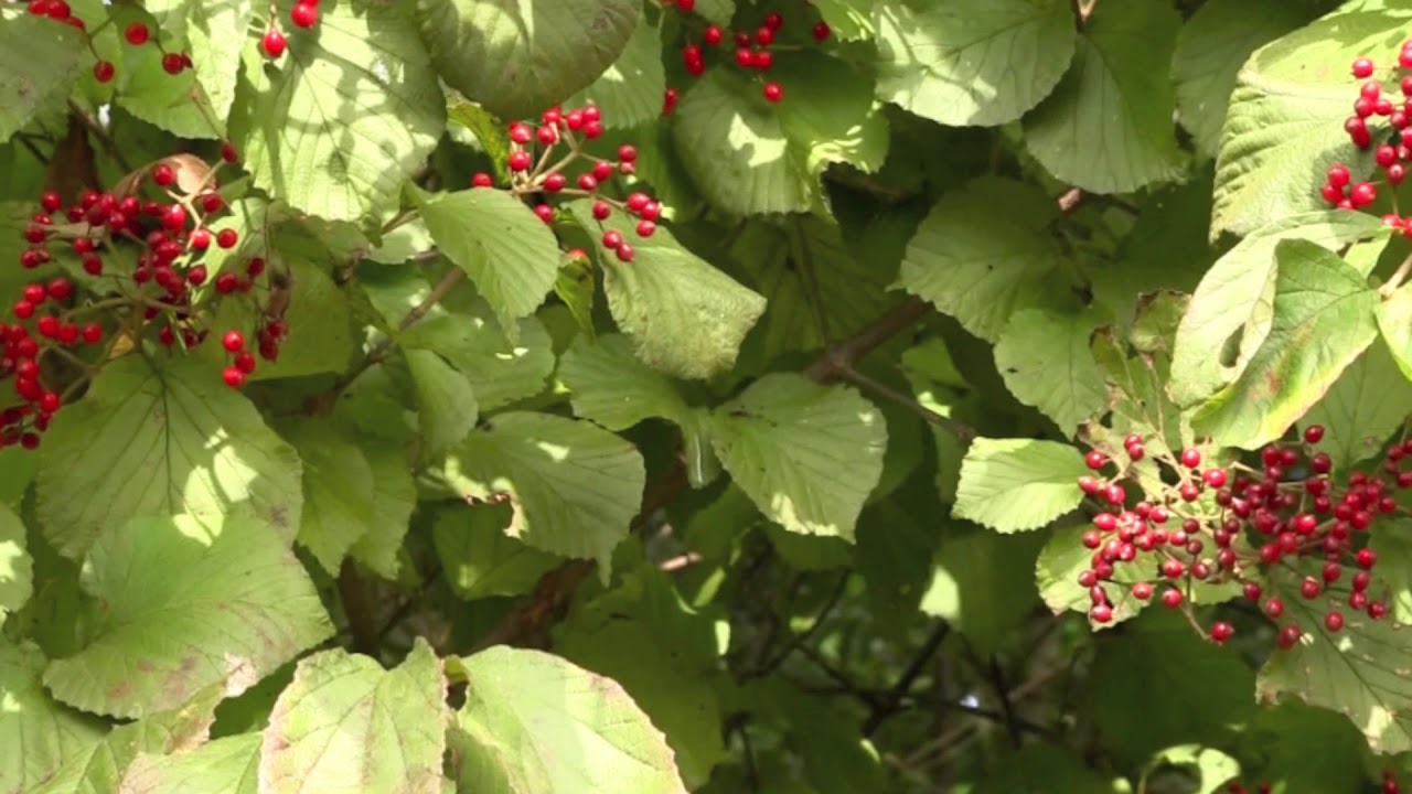 山採り　ガマズミ 自然樹形山採りガマズミ販売 茨城那珂 秋元園芸