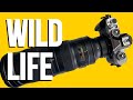 Nikon ZFC WILDLIFE SHOOTING - results and decision