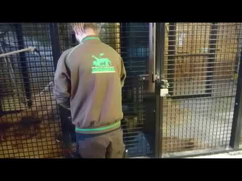 Zoospensefull - Gorilla Enzo Conditioning to Gate -