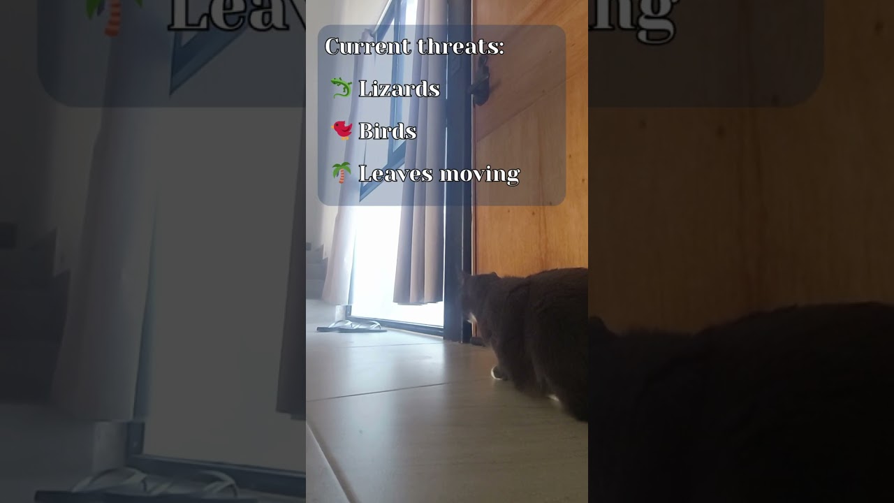 Our Cat Became Head of Home Security After Moving to Mexico