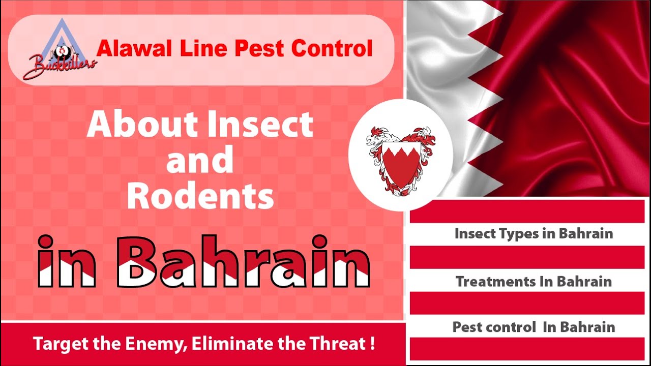 About Bahrain insect and Rodent - YouTube