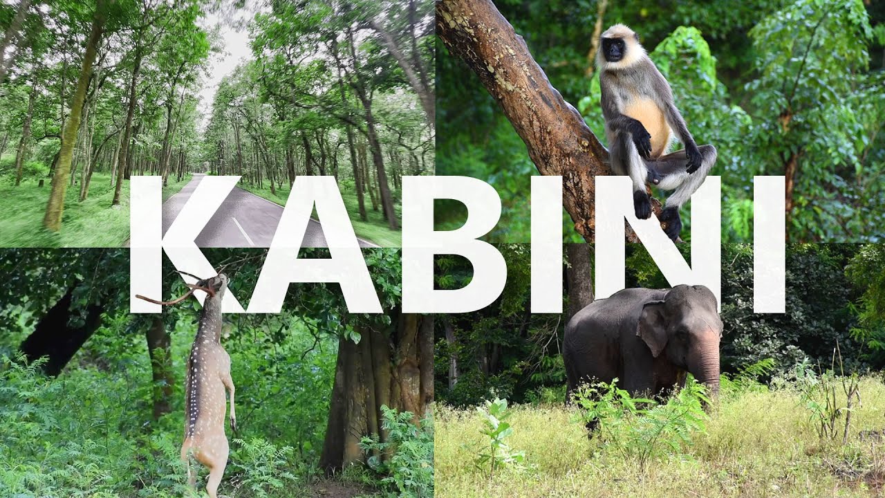 Kabini | Nagarahole Tiger Reserve | Boat Safari & Land Safari | Kabini Backwaters | Animal Spottings