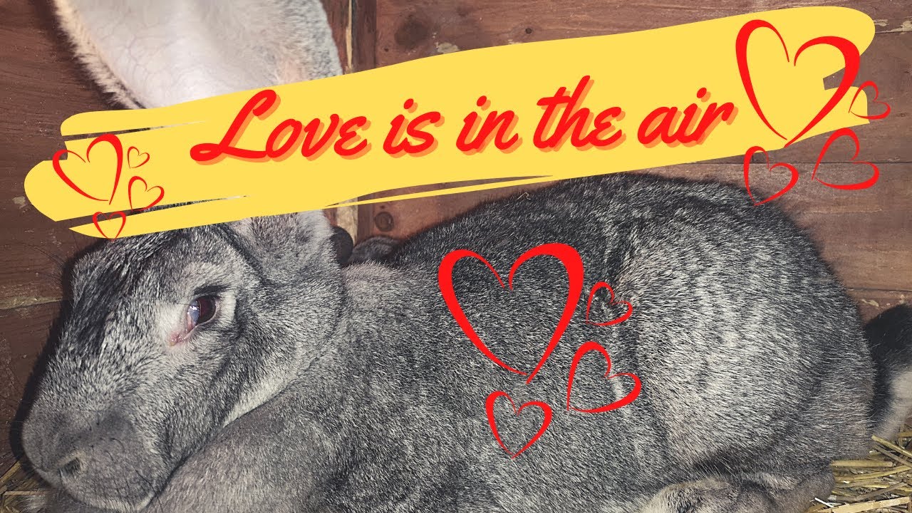 Jak rozmnażać króliki? Udane zakocenie! #ABC hodowli królików #8