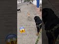 Rottweiler dog vs 5 street dogrottweilerdogviralrottwailerthebruzzo9212vlogshortshorts