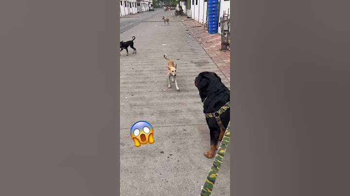 Rottweiler dog vs 5 street dog😨|#rottweiler#dog#viral#rottwailerthebruzzo9212#vlog#short#shorts