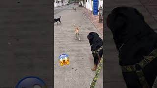 Rottweiler dog vs 5 street dog😨|#rottweiler#dog#viral#rottwailerthebruzzo9212#vlog#short#shorts