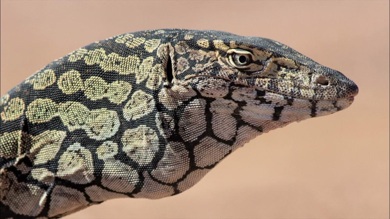 Photographing Wildlife: Australia's largest lizard, the Perentie. - YouTube