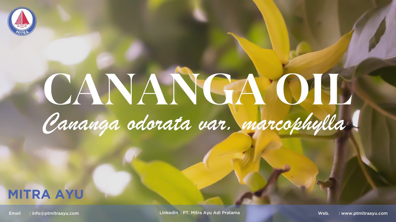 Cananga essential oil - Product Highlight - PT MITRA AYU