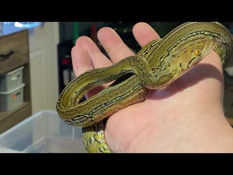 Newest addition! Dwarf Cross Marble female!