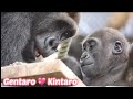 兄ちゃんが好き！どんどん深まる兄弟の絆⭐️ゴリラ Gorilla【京都市動物園】I love my brother! Brothers' bond grows deeper and faster.