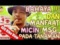 Bahaya dan manfaat "MICIN" pada tanaman