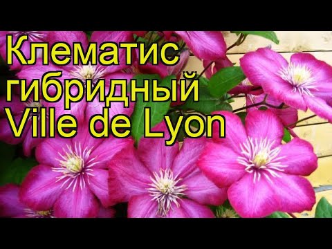 Клематис гибридный Виль